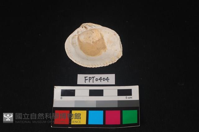 貝殼藏品圖，第2張