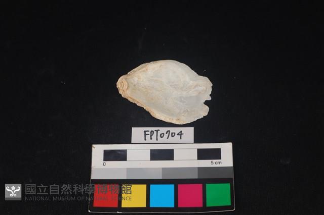 貝殼藏品圖，第2張