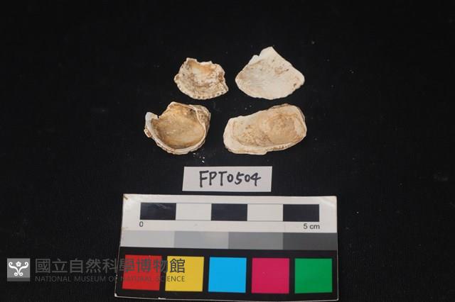 貝殼藏品圖，第2張
