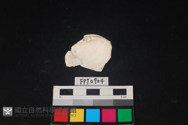 貝殼藏品圖，第2張