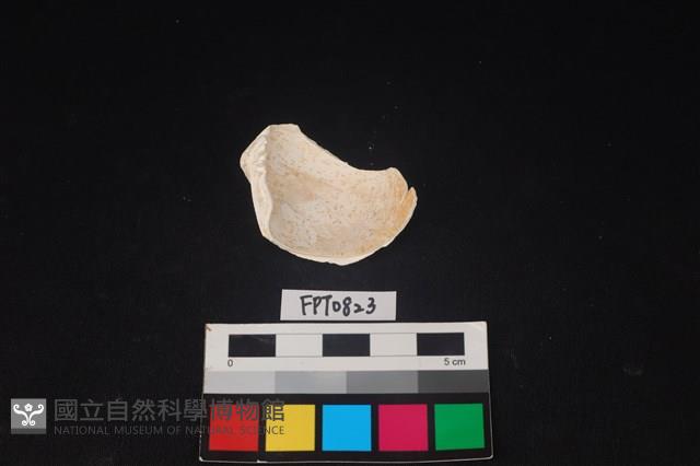 貝殼藏品圖，第2張