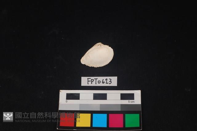 貝殼藏品圖，第2張