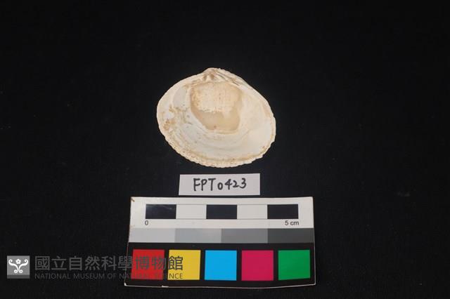 貝殼藏品圖，第2張