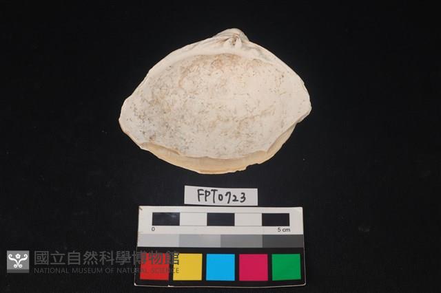 貝殼藏品圖，第2張