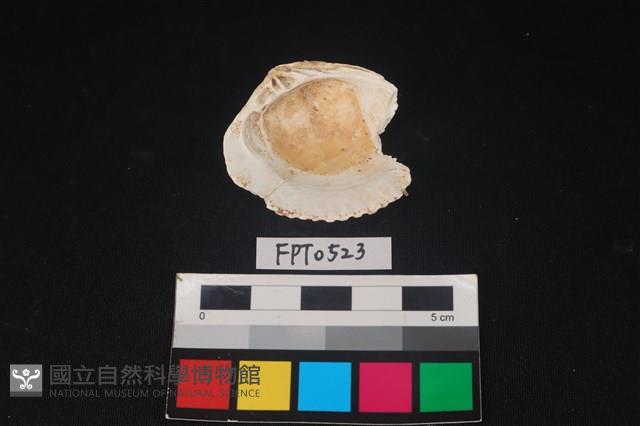 貝殼藏品圖，第2張