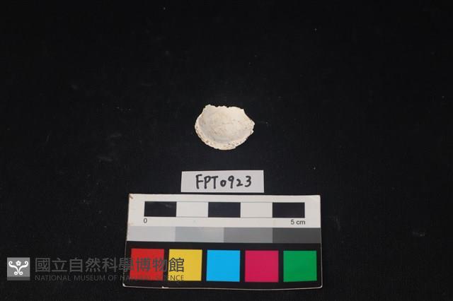 貝殼藏品圖，第2張