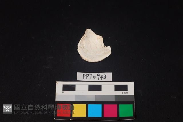 貝殼藏品圖，第2張