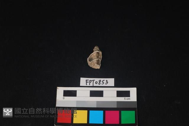 貝殼藏品圖，第2張