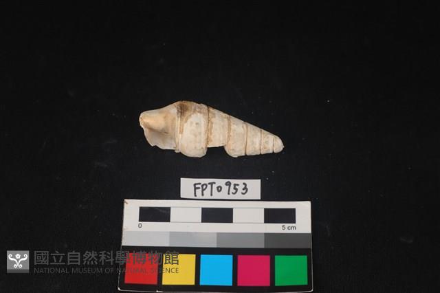 貝殼藏品圖，第2張