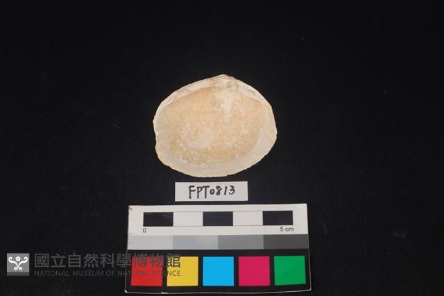 貝殼藏品圖，第2張