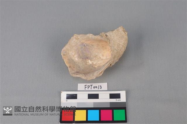 貝殼藏品圖，第2張