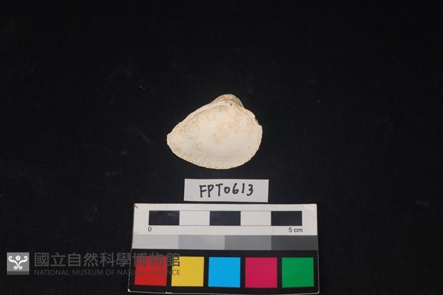 貝殼藏品圖，第2張