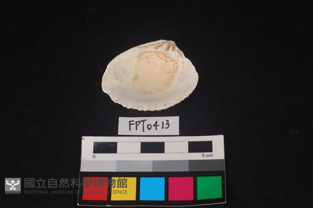 貝殼藏品圖，第2張