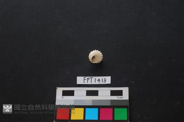 貝殼藏品圖，第2張