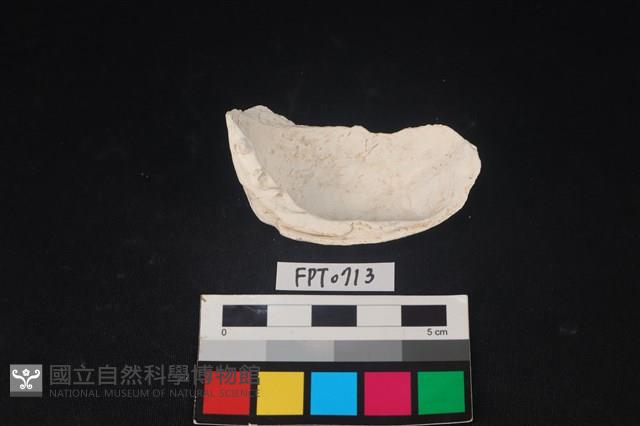 貝殼藏品圖，第2張