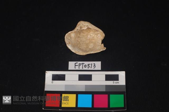 貝殼藏品圖，第2張