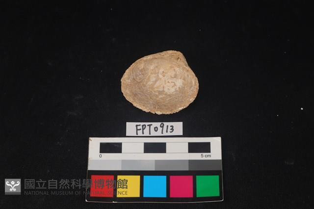 貝殼藏品圖，第2張