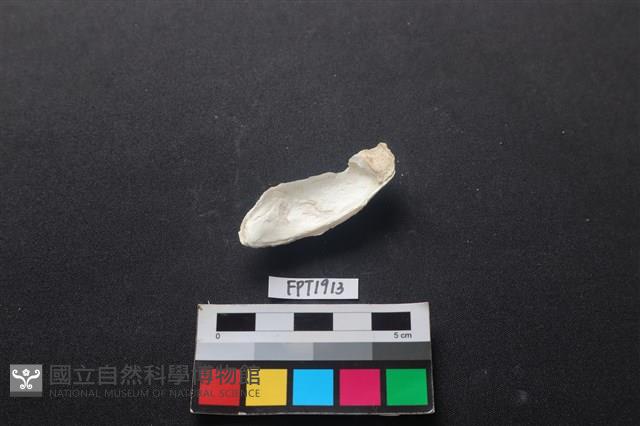 貝殼藏品圖，第2張