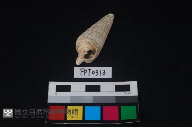 貝殼藏品圖，第2張