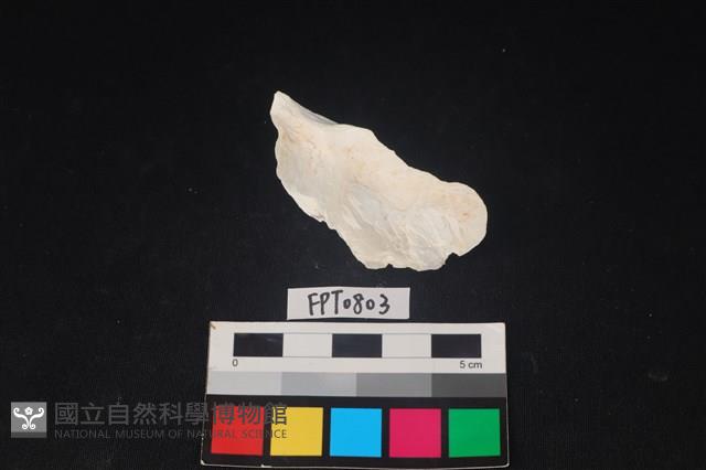 貝殼藏品圖，第2張