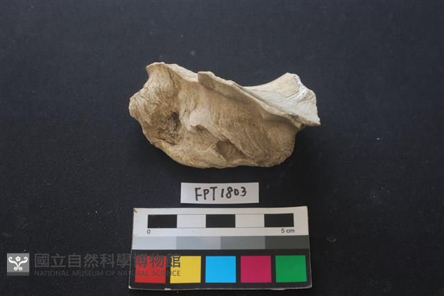 貝殼藏品圖，第2張