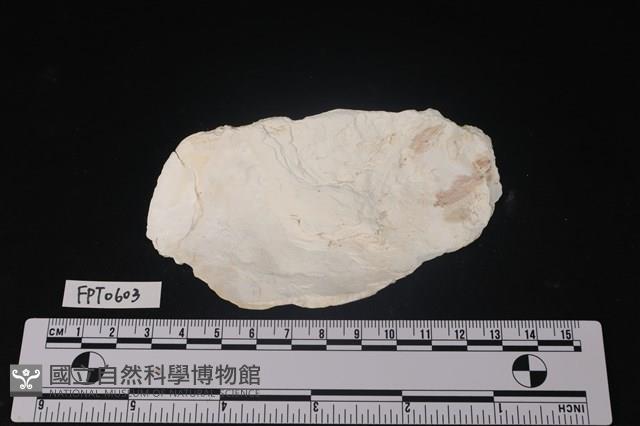 貝殼藏品圖，第2張