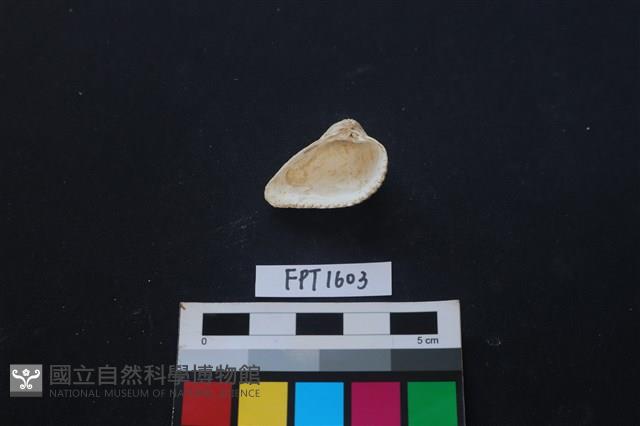 貝殼藏品圖，第2張