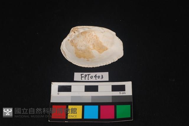 貝殼藏品圖，第2張