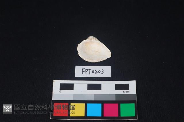 貝殼藏品圖，第2張