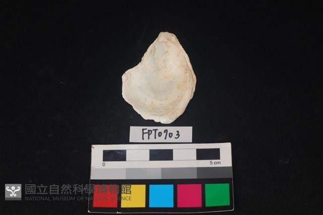 貝殼藏品圖，第2張