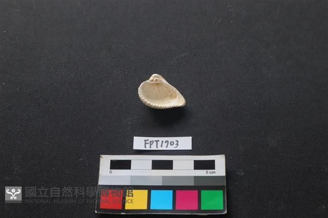 貝殼藏品圖，第2張