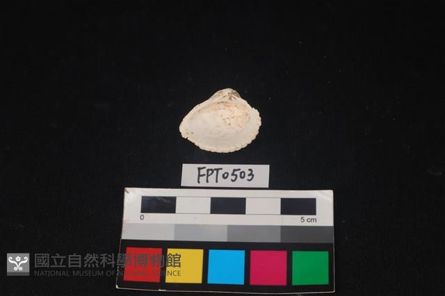 貝殼藏品圖，第2張