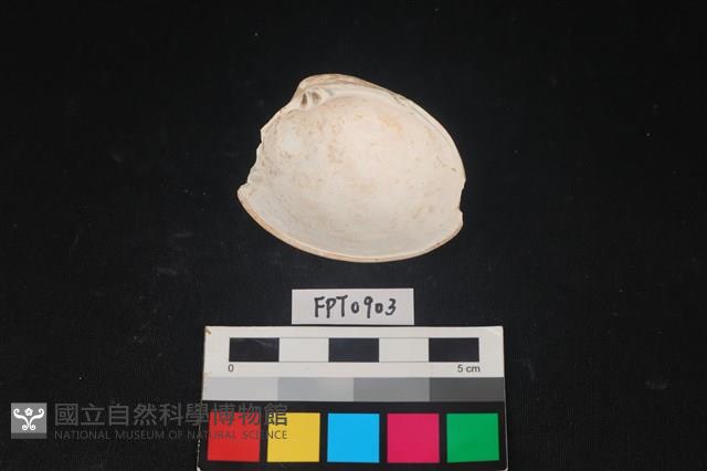 貝殼藏品圖，第2張