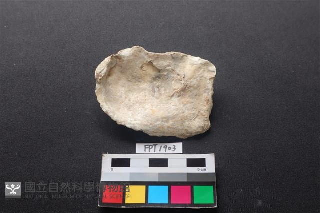 貝殼藏品圖，第2張