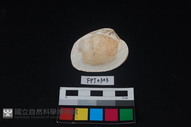貝殼藏品圖，第2張