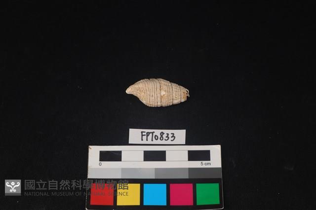 貝殼藏品圖，第2張
