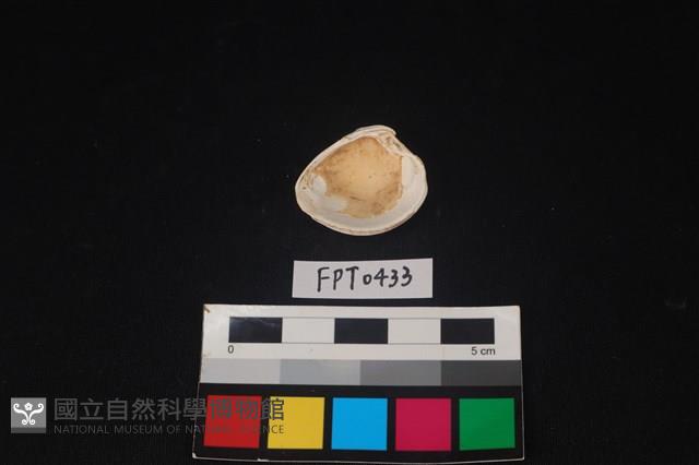 貝殼藏品圖，第2張