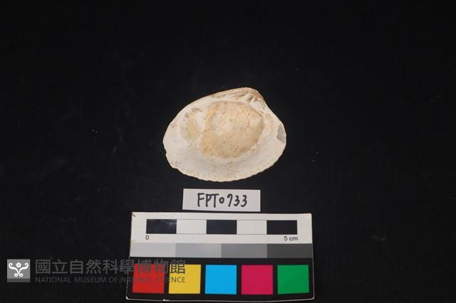 貝殼藏品圖，第2張