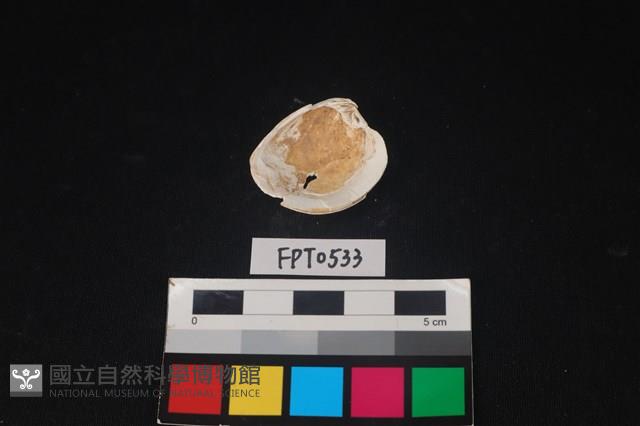 貝殼藏品圖，第2張