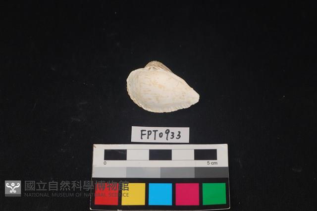 貝殼藏品圖，第2張
