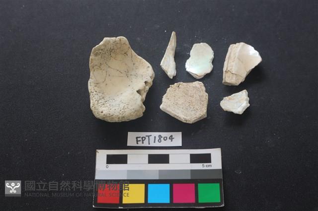 貝殼藏品圖，第4張