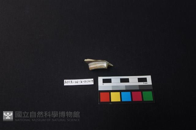 瓷片藏品圖，第3張