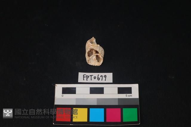 貝殼藏品圖，第3張