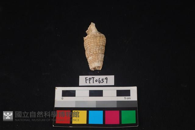 貝殼藏品圖，第3張