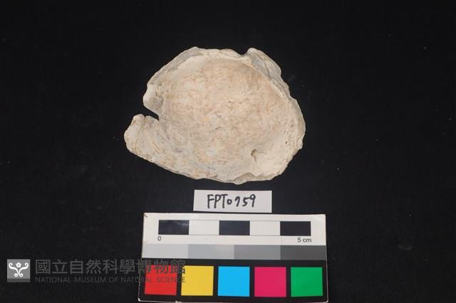 貝殼藏品圖，第3張