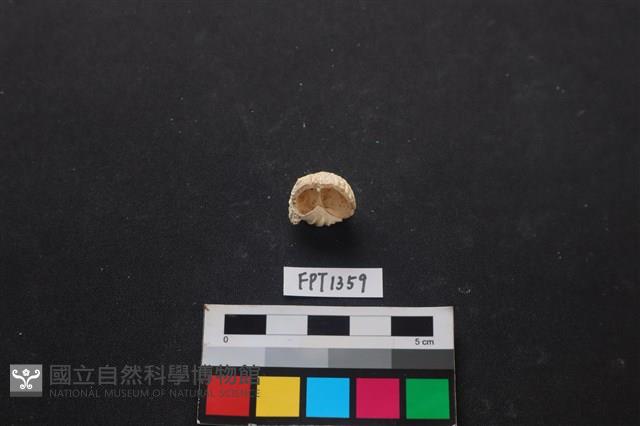 貝殼藏品圖，第3張