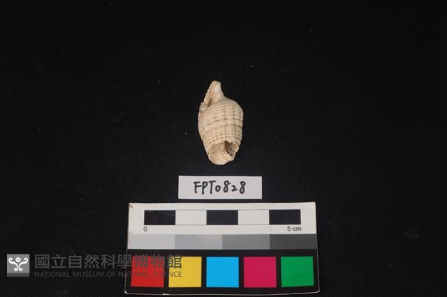 貝殼藏品圖，第3張