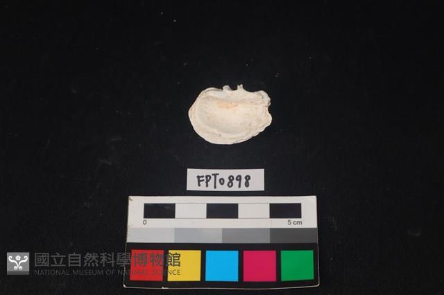 貝殼藏品圖，第3張