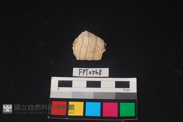 貝殼藏品圖，第3張
