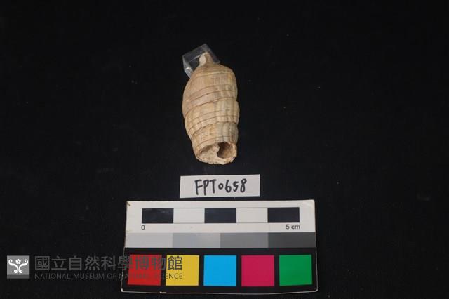 貝殼藏品圖，第3張